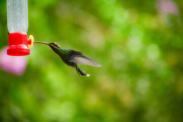 Ermitaño de Yaruqui / White-whiskered Hermit Hummingbird / Phaethornis yaruqui - Alambi, Ecuador, Reserva de Biósfera del Chocó Andino © Miguel Angel