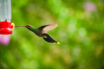 Fototapeta premium Ermitaño de Yaruqui / White-whiskered Hermit Hummingbird / Phaethornis yaruqui - Alambi, Ecuador, Reserva de Biósfera del Chocó Andino