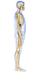 3d rendered medically accurate illustration of the nervous system and skeleton system