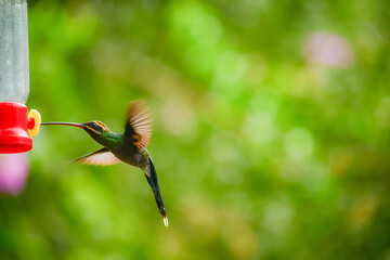 Ermitaño de Yaruqui / White-whiskered Hermit Hummingbird / Phaethornis yaruqui - Alambi, Ecuador, Reserva de Biósfera del Chocó Andino © Miguel Angel
