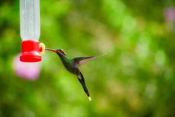 Ermitaño de Yaruqui / White-whiskered Hermit Hummingbird / Phaethornis yaruqui - Alambi, Ecuador, Reserva de Biósfera del Chocó Andino © Migue
