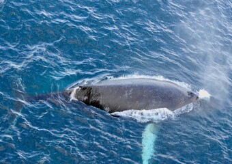 Fototapeta premium Humpback whale surfacing and showing back in blue antarctic ocean, Antarctica