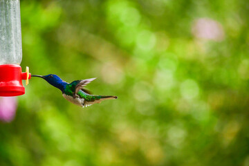 Colibrí Jacobino cuello blanco o jacobino collar grande / White Necked Jacobin Hummingbird / Florisuga mellivora - Alambi, Ecuador