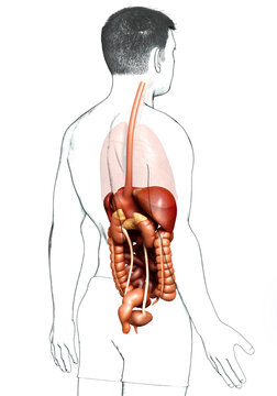 3d rendered medically accurate illustration of male Digestive System