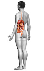 3d rendered medically accurate illustration of male Digestive System