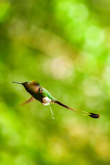 El colibrí de raquetao colibrí cola de hoja o cola de raqueta / White-booted racket-tail Hummingbird / Ocreatus underwoodii - Alambi, Ecuador © Migue
