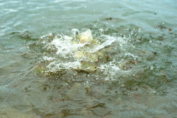 Motion blurred crowd of carp fish eating the food with splash of water around