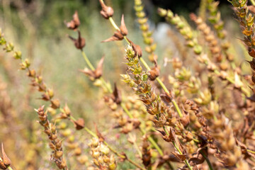 Sideritis Scardica Mountain Tea in Garden. Macro