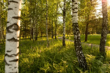 Fotobehang the photo shows a forest with birch trees and tall grass © Artsiom