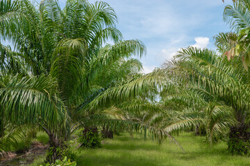 palm oil plantation