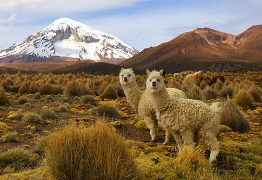 White Llamas In Sajama National Park