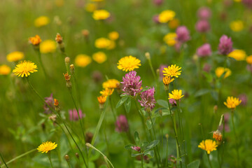 different flowers bloom in summer