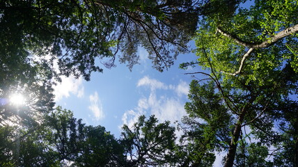 sky and trees