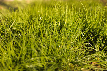summer green grass grows on the ground