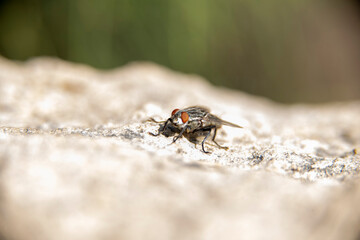 A close up of  a common house fly with its eyes protruding  in an open  space above a solitary and difuse white rock 