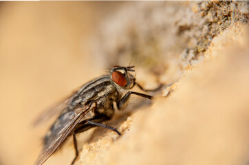 A close up of  a common house fly with its eyes protruding  in an open  space above a solitary and difuse white rock 