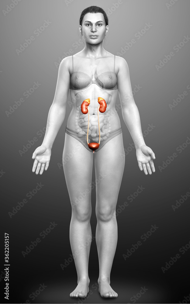 Wall mural 3d rendered, medically accurate illustration of female kidneys