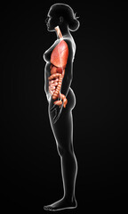 3d rendered medically accurate illustration of female Internal organs