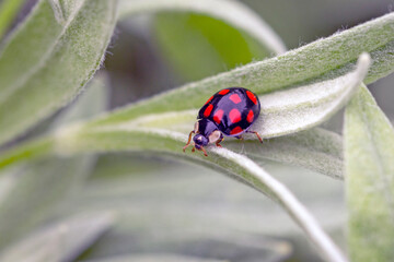 Ladybug on the silver leaves of a garden plant. Coccinella septempunctata. Gardening.