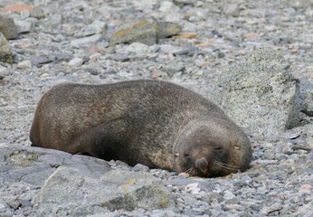 Fur seal sleeping on stones in Antarctica
