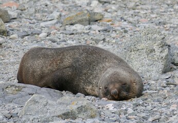 Naklejka premium Fur seal sleeping on stones in Antarctica