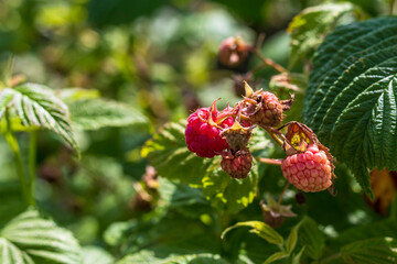 Daylight. raspberry bush on it is a red berry. ripened. Close-up