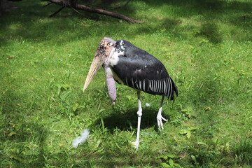 strange bird from the zoo