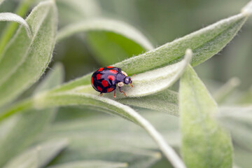 Ladybug on the silver leaves of a garden plant. Coccinella septempunctata. Gardening.