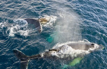 Naklejka premium Two whales surfacing and showing back in blue antarctic ocean, Antarctica