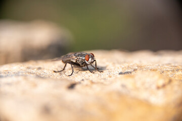 A close up of  a common house fly with its eyes protruding  in an open  space above a solitary and difuse white rock 