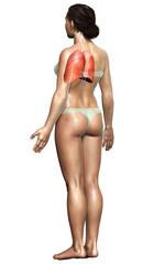 3d rendered, medically accurate illustration of a female lung anatomy