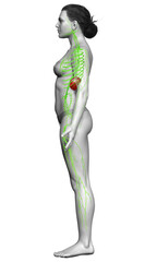 3d rendered medically accurate illustration of a female lymphatic system