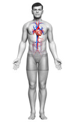 3d rendered medically accurate illustration of the male heart