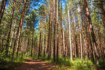 Russian forest, stone city, Russia