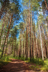 Russian forest, stone city, Russia