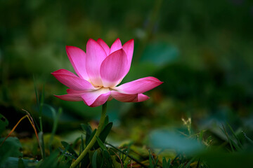 Water Lily photographs taken place in Dhaka, Bangladesh