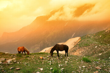 A herd of horses grazing in a meadow near the Rohtang Pass on the Leh - Manali highway.