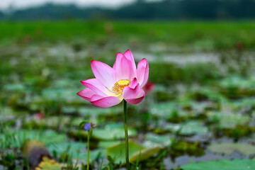 Water Lily photographs taken place in Dhaka, Bangladesh