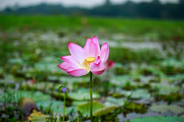 Water Lily photographs taken place in Dhaka, Bangladesh