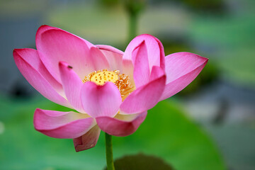 Fototapeta premium Water Lily photographs taken place in Dhaka, Bangladesh