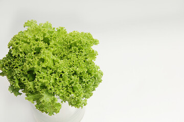 Fototapeta premium bright fresh lettuce leaves close up
