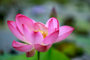 Obraz premium Water Lily photographs taken place in Dhaka, Bangladesh