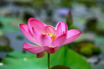 Fototapeta premium Water Lily photographs taken place in Dhaka, Bangladesh