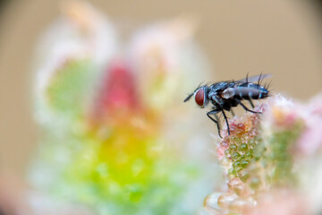 A close up of  a common house fly with its eyes protruding  in an open  space above a solitary and colorful and beautiful flower plant on a very fuzzy background