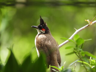 red billed hornbill