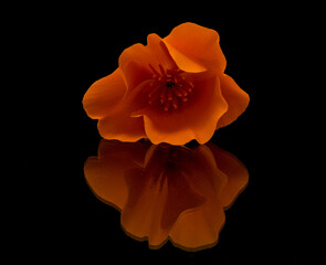 A single isolated California Poppy on a reflective surface with a black backgroung