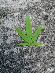 The leaf of the peace and freedom
