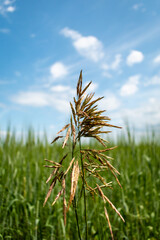 A single yellow spike on a green oat field