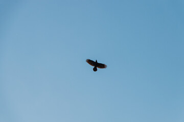 raven in the blue sky