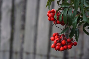 a cluster of Rowan trees on the background of an old wooden fence